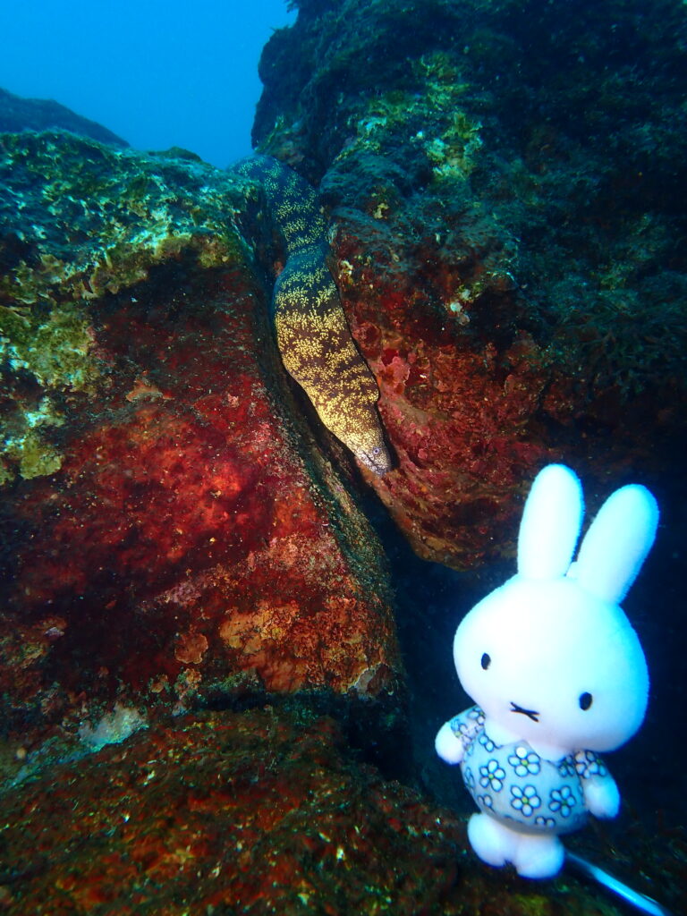 ミッフィーウツボ