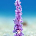 ウミシャボテンカニダマシ