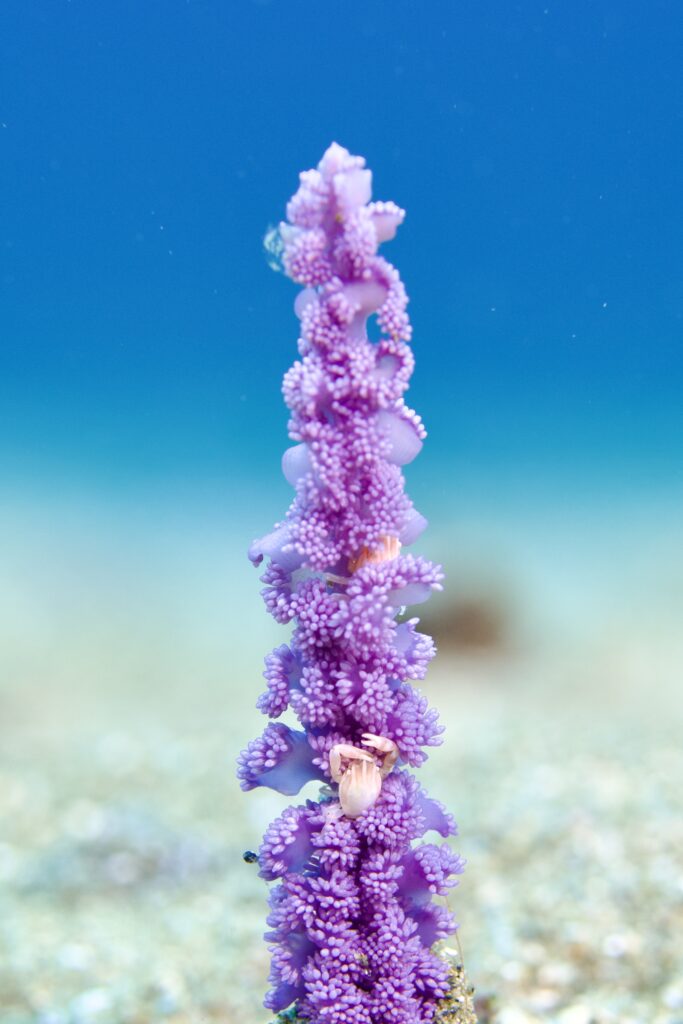 ウミシャボテンカニダマシ