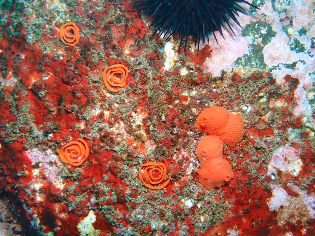 ウミウシのタマゴ