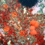 ウミウシのタマゴ