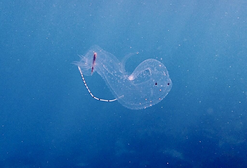 ハダカゾウクラゲ