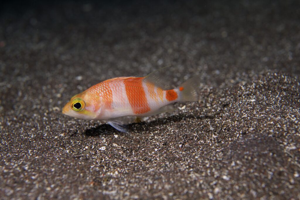 アズマハナダイ