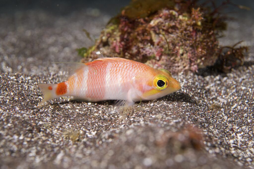 アズマハナダイ