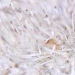 アロポントニア・ブロックイ