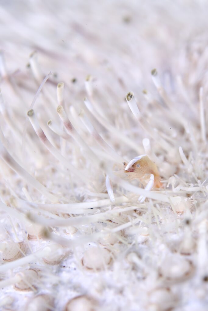 アロポントニア・ブロックイ