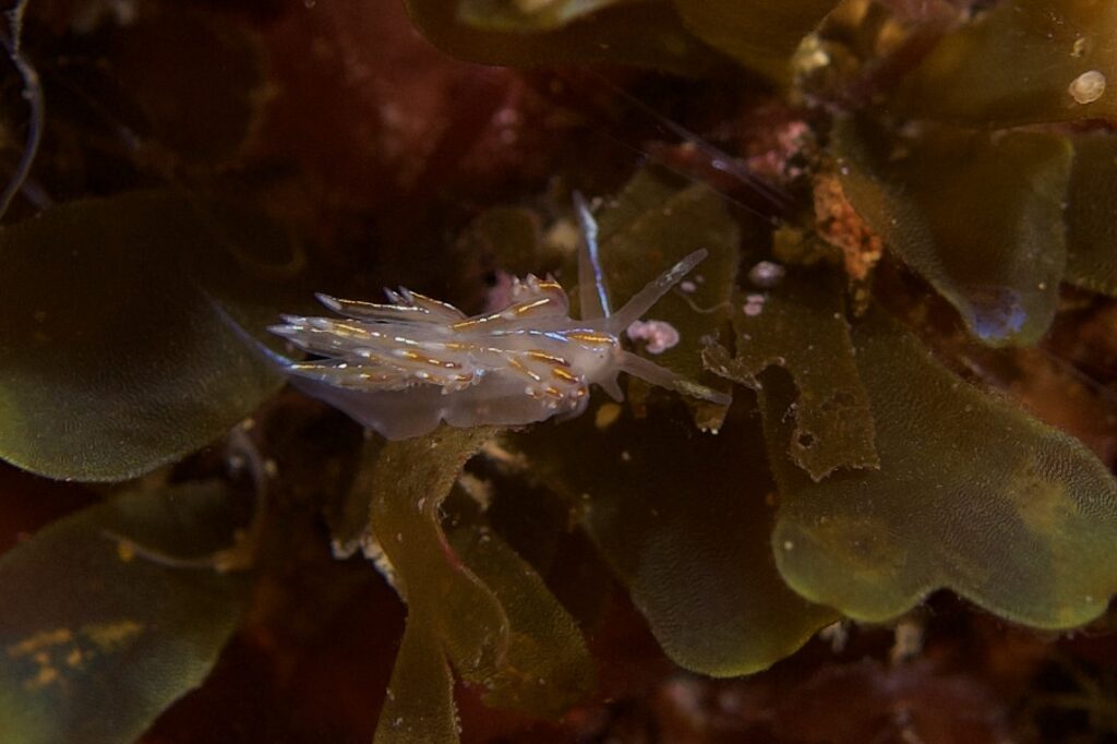 エムラミノウミウシ