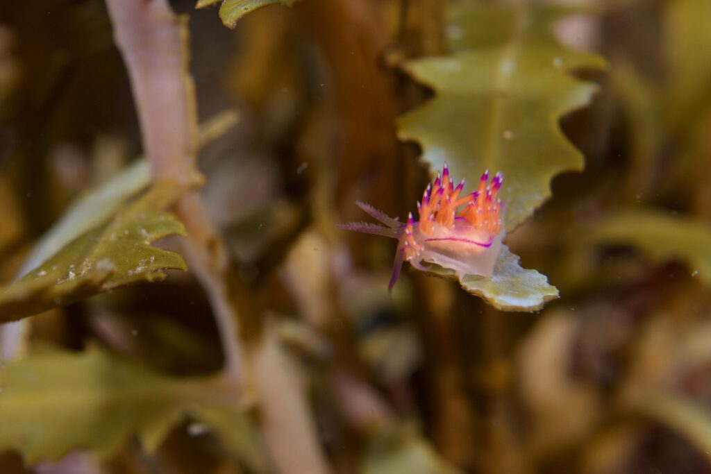 セスジミノウミウシ