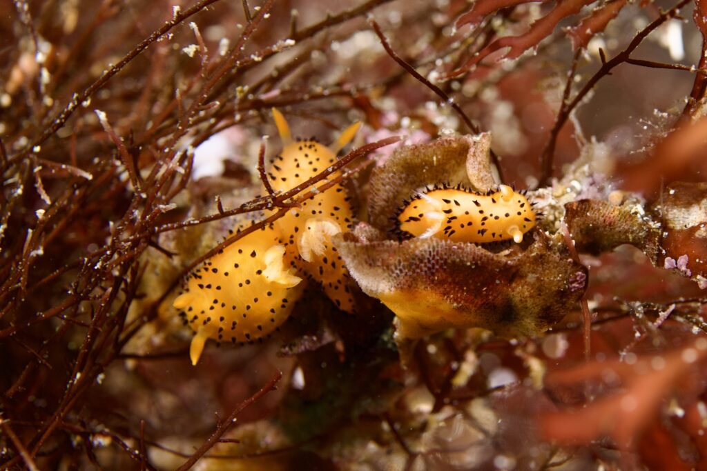 ヤグルマウミウシ