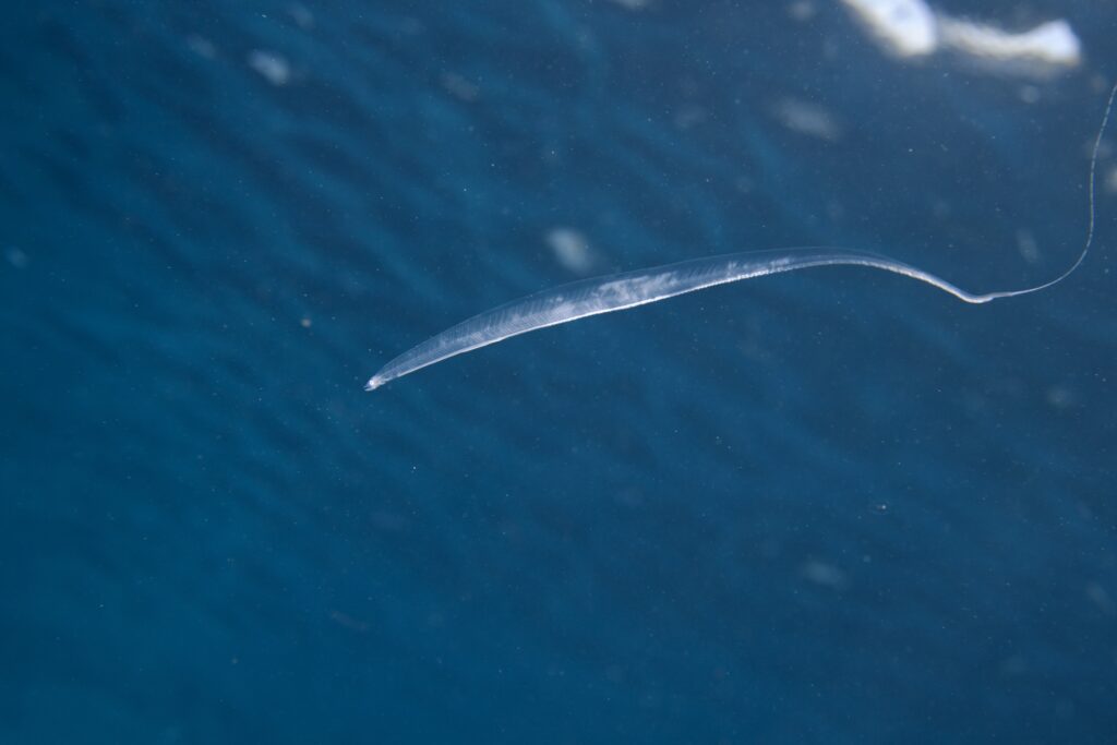 レプトケファルス