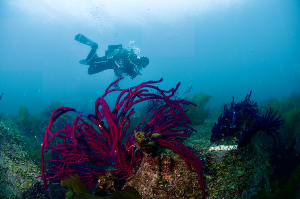ソフトコーラル