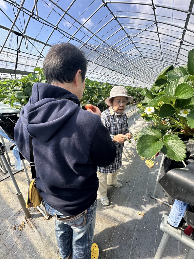 いちご狩り