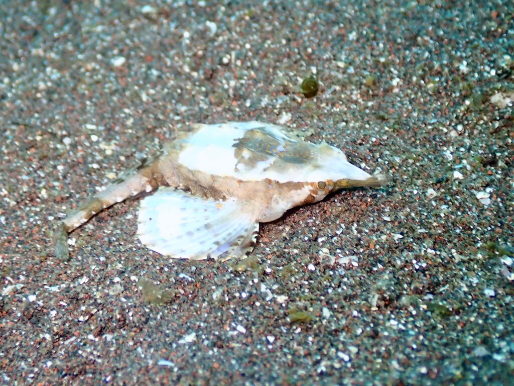 テングノオトシゴ