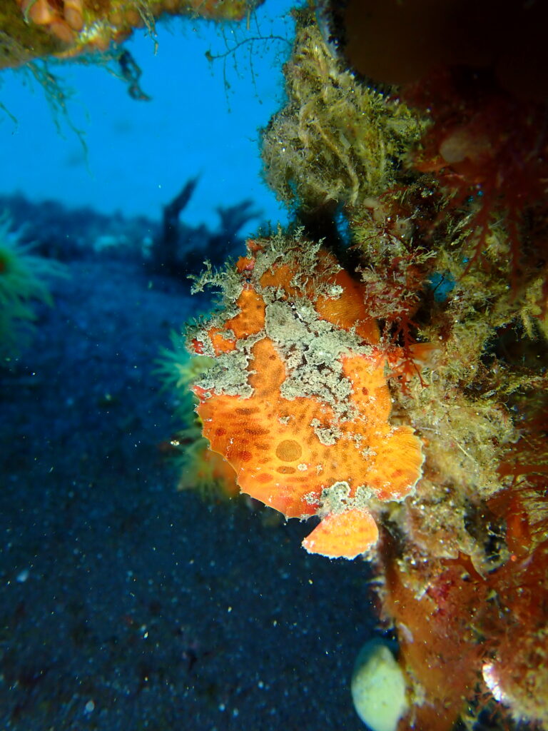 ベニカエルアンコウ