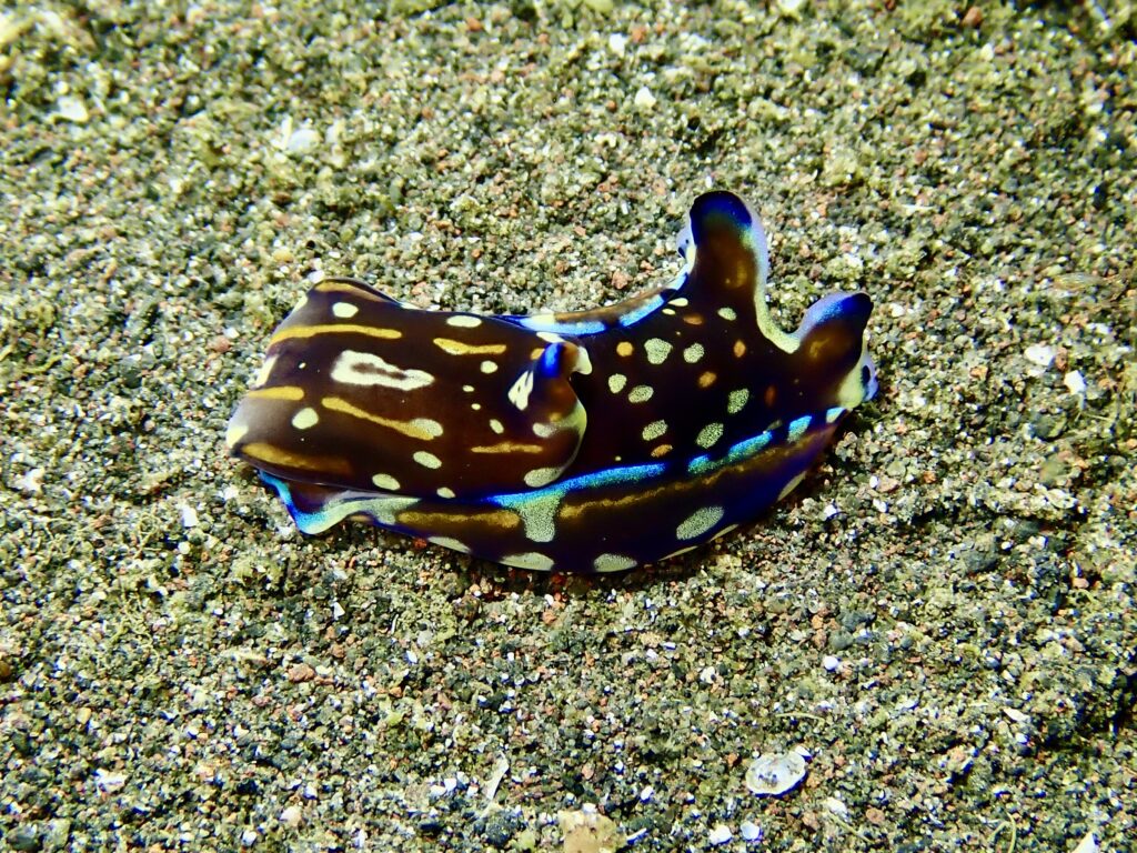 カラスキセワタガイ