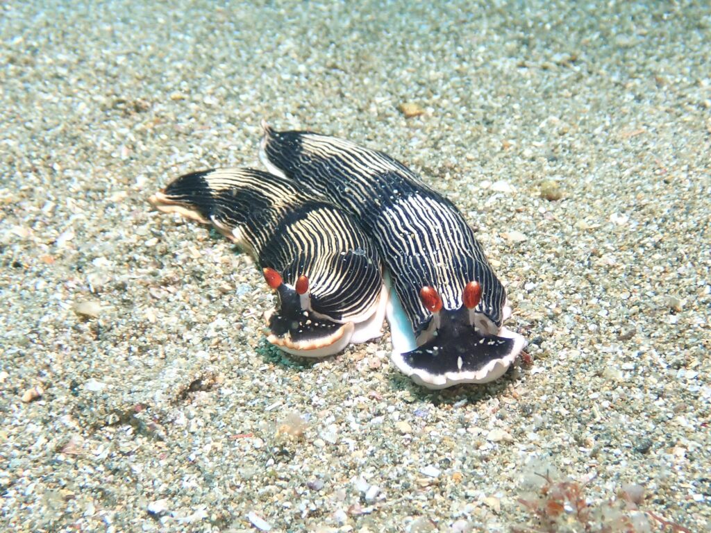 ダイオウタテジマウミウシ