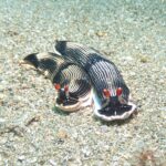 ダイオウタテジマウミウシ