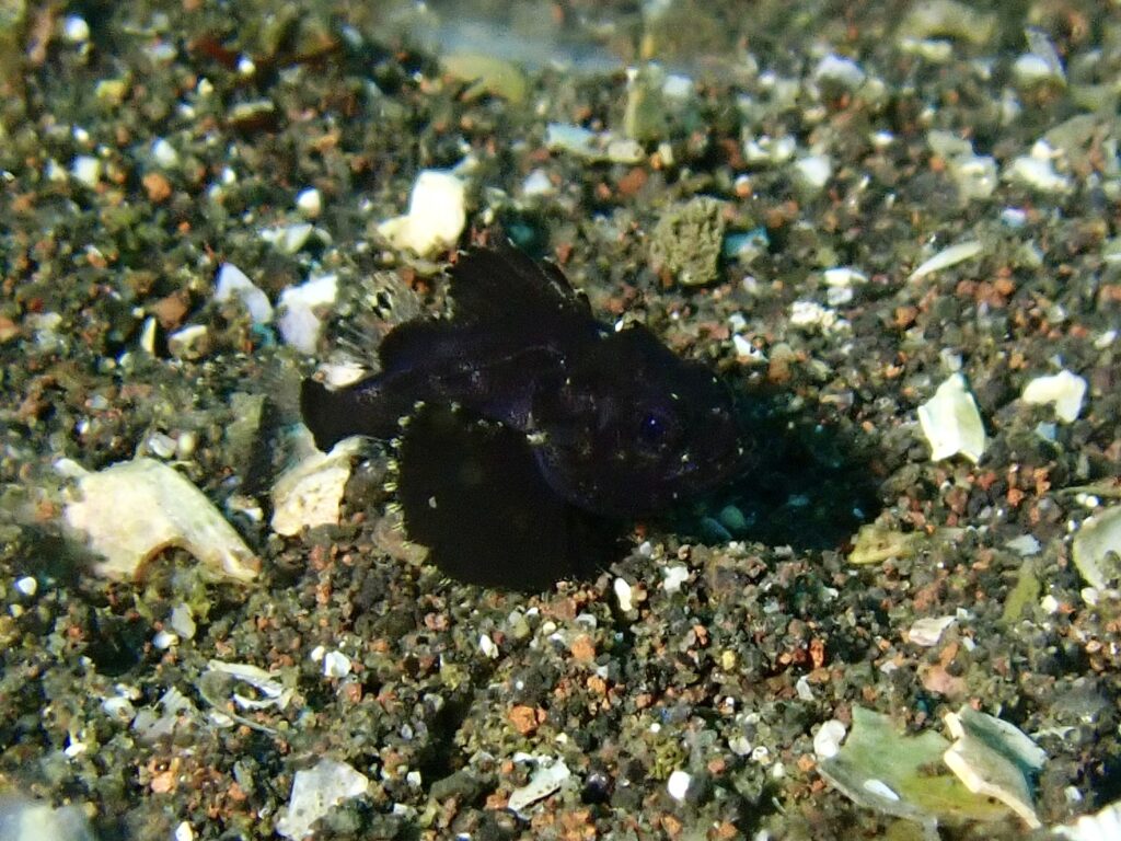 ヒレナガカサゴyg