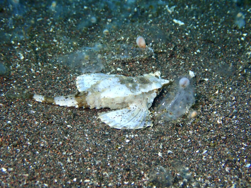 テングノオトシゴ