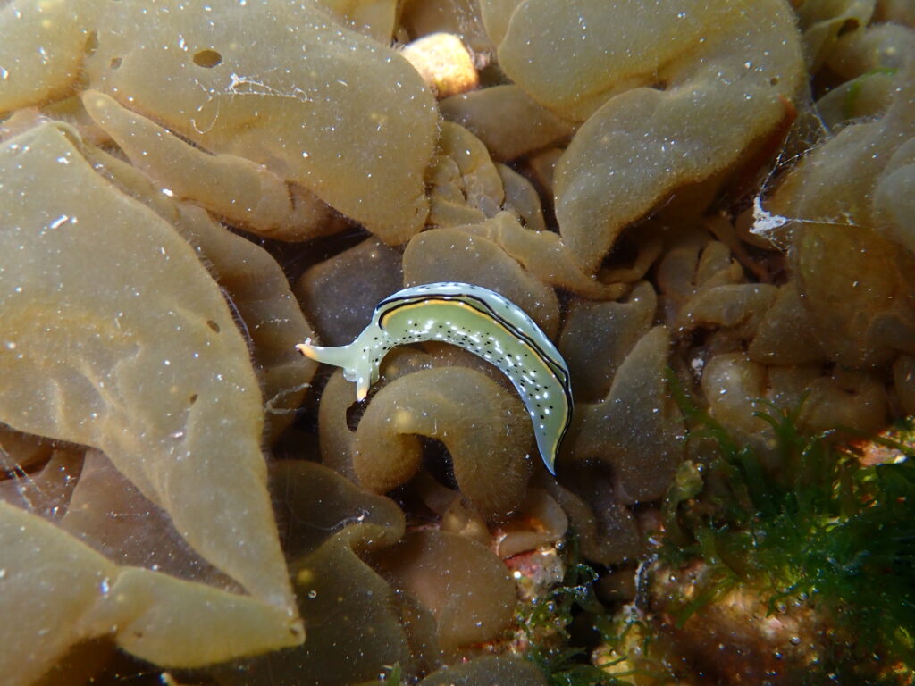 コノハミドリガイ