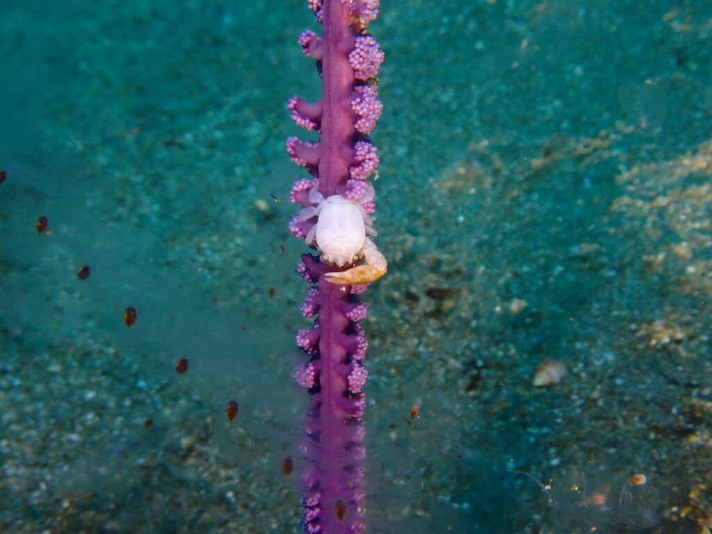 ウミシャボテンカニダマシ