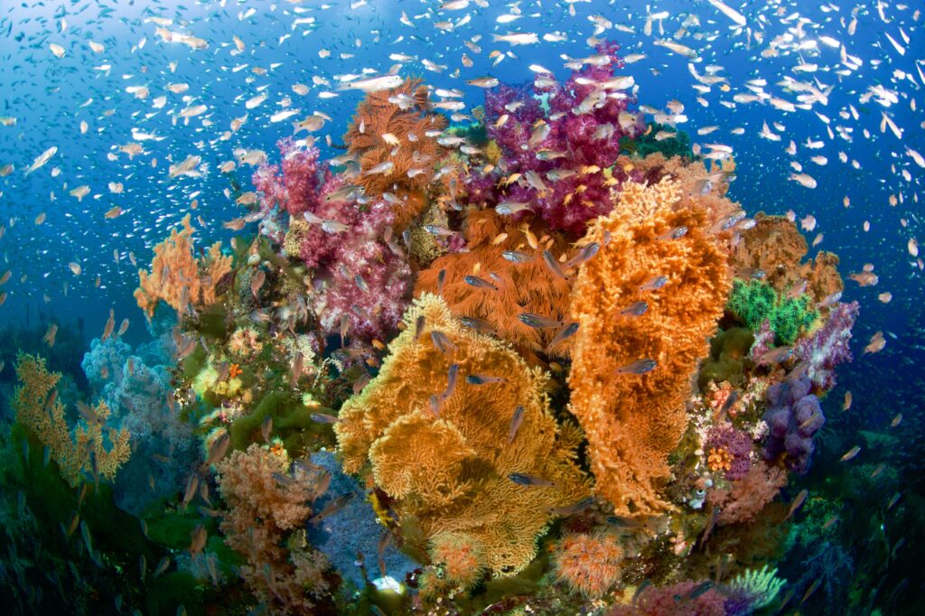 ソフトコーラル