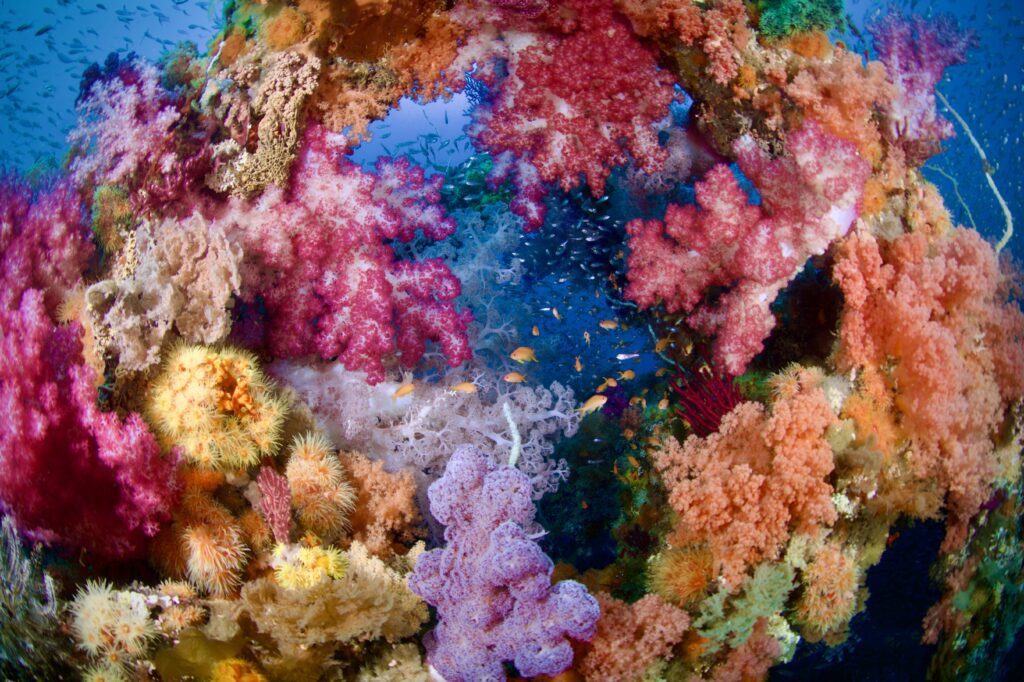 ソフトコーラル