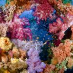 ソフトコーラル