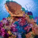 ソフトコーラル