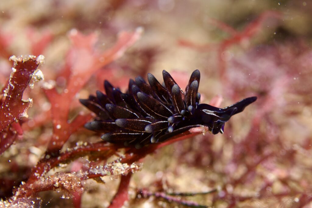 クロモウミウシ