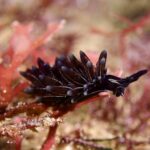 クロモウミウシ