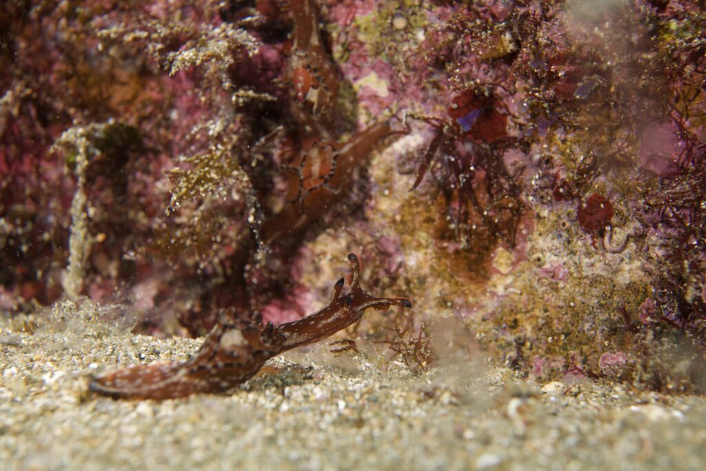 クロヘリアメフラシ