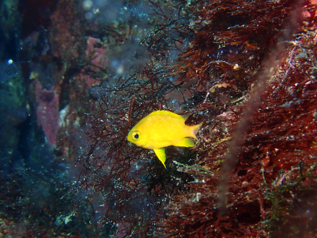 コガネスズメダイ