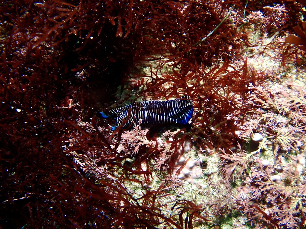 ヨコジマキセワタ