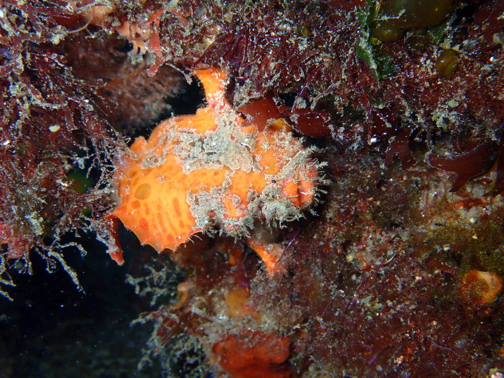 ベニカエルアンコウ